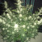 Graines de cannabis Fast & Vast Auto (Heavyweight Seeds)