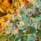 Semi femminizzati di Lemon Kush Headband