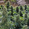 Graines de cannabis Sour Diesel #2 (Humboldt Seeds Organization)