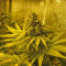 Sweet Skunk Automatic feminized seeds
