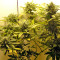 White Widow Autoflowering feminized seeds