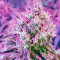 White Widow feminized seeds (Dinafem)