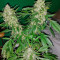 Big Devil F1 Fast Version cannabis strain