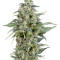 Auto Kryptonite (Pyramid Seeds)