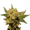 Big Band Max Auto (Kannabia Seeds)