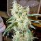 Graines de cannabis BCN Diesel Max Auto (Kannabia Seeds)
