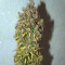 C4 Auto (Fast Buds)