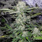 Sementes Feminizadas Critical Kush (Barney's Farm)