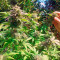 White Berry (Paradise Seeds)