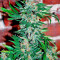 Wild Rose feminized seeds