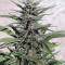 Auto Durban Poison Seeds