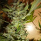 Bubblegum XL feminized seeds