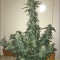 CBD Auto 1:1 (CBD Crack) feminized seeds