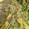 Graines de cannabis Kali & the Chocolate Factory (KFC Seeds)