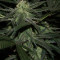 Royal Cookies feminized seeds