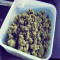Amnesia Seeds (World of Seeds)