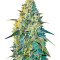 White Dragon (Eva Seeds)