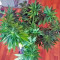 Amherst Sour Diesel (Humboldt Seeds Organization)