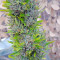 Colombian Gold (World of Seeds)