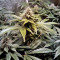 LSD (Barney's Farm)