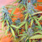 Auto Northern Lights (Pyramid Seeds)