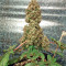 Graines de cannabis Bubba Kush regular (Humboldt Seeds Organization)
