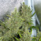 C99 Seeds