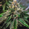 Master Kush Seeds (Nirvana Seeds)
