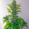 Skunk + (Kannabia Seeds)