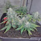 Smokin' Gun Auto (Dr. Krippling Seeds)