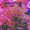 White Widow feminized seeds (Dinafem)