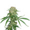 Crimea Blue (Barney's Farm)