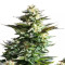 Amnesia Haze feminized seeds (Royal Queen Seeds)