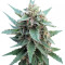 Buddha Red Dwarf Auto feminized seeds