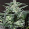 Super Lemon Haze Seeds