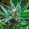 Cheese XXL Autoflowering Seeds