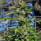 Dr. Greenthumb’s Em-Dog by B-Real Seeds