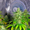 Graines de cannabis Kaboom (Kannabia Seeds)