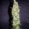 Monster (Eva Seeds)