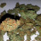Spinning Buzz Kick Auto (Dr. Krippling Seeds)