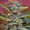 Jack 47 F1 Fast Version feminized seeds