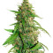 CBD Auto Compassion Lime feminizada