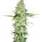 Wonder Woman feminized seeds