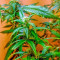 Graines de cannabis Lemon OG Haze Auto (Nirvana Seeds)