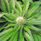 OG Kush feminized seeds (Dinafem Seeds)