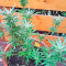 White Russian #1 Auto (Serious Seeds)