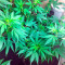 AK 48 strain