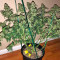 Auto Bubble Gum (00 Seeds)