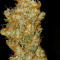 Bud Bud Bling Tingz Seeds