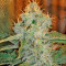 Industrial Plant (Dinafem Seeds)